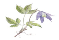 Clematis-alpina-300dpi-rgb.jpg